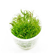 ADA 達森百葉草 Pogostemon stellatus 'Dassen' IC026